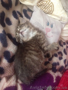 Срочно отдам в добрые руки котенка #1284825