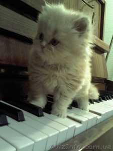 Персидский котенок Агнешка -классная малышка! #1288762