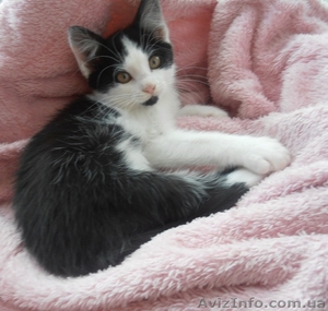 Чудове кошеня в хороші руки (котята,  котенок) #1288432