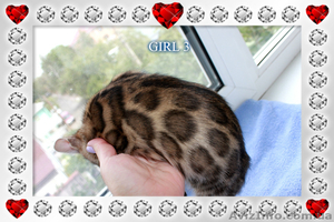 Бенгальские котята лучших линий #1286769