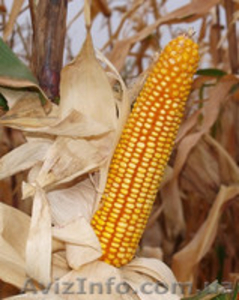 Семена кукурузы  #1289512
