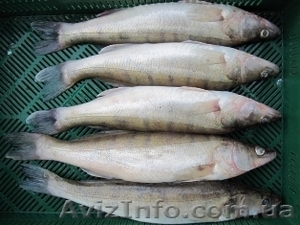Куплю живу,  морожену та охолоджену рибу гуртом.  #1295388