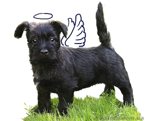 Керн-терье щенки Чемпионы #1284288