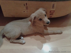 Щенок ищет себе семью #1294337