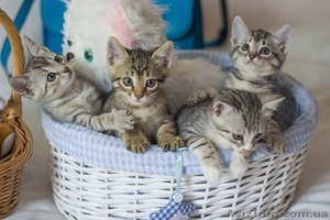 Замечательные малыши ждут своих любящих хозяев. #1284460