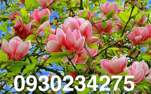 Магнолия цена в Украине #1307562