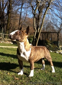 Алиментные щенки бультерьера #1304809