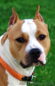 Резервирование высокопородных щенков амстаффа  #1306445