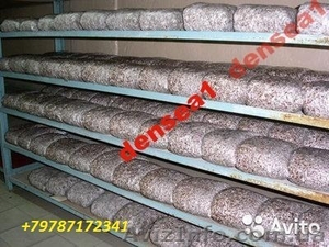 Мицелий грибов вешенка #143644