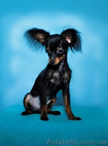 Той терьер щенок длинношерстный продам #1306381