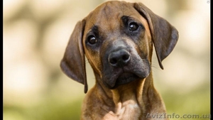 Питомник Red Hot Line предлагает к резервированию щенка  риджбека #1299891