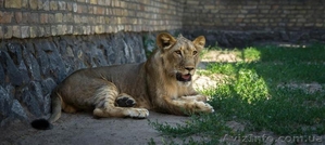 Молодой лев. Продается восхитительный лев #1303606