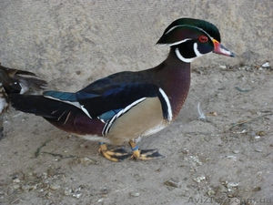 Купить Утку Мандаринку,  Купить утку Каролинку можно у нас. Продам уток #1296709