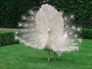 Купить Павлина Индийского,  Белого,  Яванского можно у нас,  продам #1297141