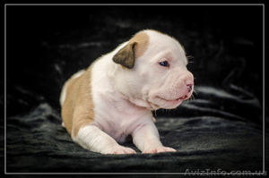 Щенки от Чемпионов Американский Стаффордширский Терьер(девочки). #305088