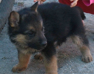 хорошие Щенки немецкой овчарки #1305489