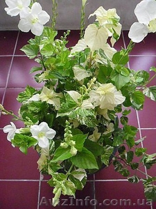 Экзотика! Азистазия пестролистная с бутонами! клеродендрумы #1301005