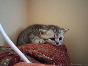 Котята британцы ищут новый домик #1299175