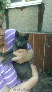 Бесплатно в добрые руки!!! #1298903