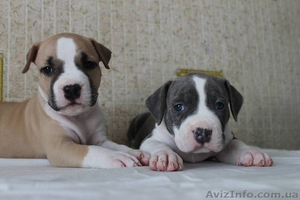 Прекрасные девочки амер. стафф. терьера #1303259