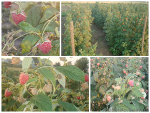 Продаємо саженці малини  #1301648