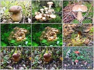 Куплю свежий гриб маслюк,  опеньки,  польский,  Черниговска обл. #1296908