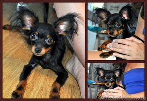 Русский той терьер мелкий стандарт мальчик #1305365