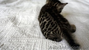 Элитные бенгальские котята выставочного класса по летней скидке #1302557