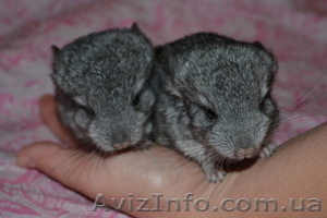 Продам шиншилл,  недорого #1302082