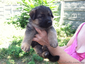 Щенки немецкой овчарки Щенки #1296861