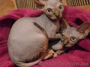 Кошечки Канадского Сфинкса #1305381
