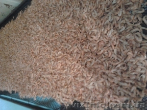 Продам  черноморскую   креветку   оптом  и в розницу #1303536