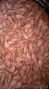 Продам черноморскую креветку оптом и в розницу.  #1301143