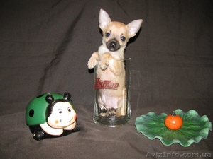 Продается русский той (мальчик) #1300743