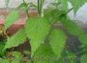 лофант анісовий #1312513