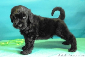 Малыши-черныши или