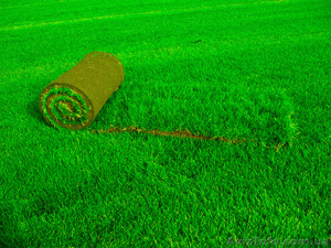 Рулонный газон Одесса #1316883
