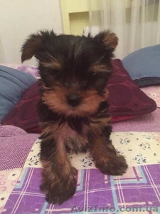 Щенок Йоркширкского терьера #1309419