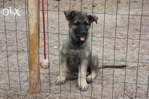 Щенки немецкой овчарки (рабочее разведение) #1319240