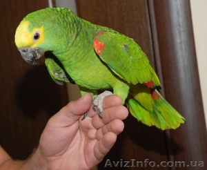 ДЕШЕВО продам сирунамского амазона #1318296