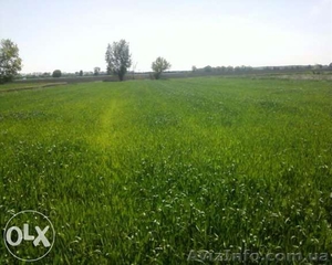 Земельний участок з будинком під зруйнування(47 соток) Мировка #1310360