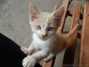 Котенок Кирен ищет дом! #1318184