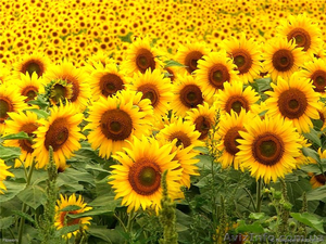 Закупаем семечку масличную,  пшеницу фуражную #1310866