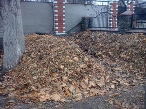 Продажа маточного поголовья технологических червей для биогумуса и для рыбалки #1314138