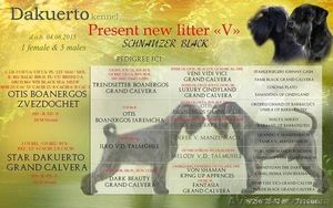 Щенки миттельшнауцера черного окраса #1308586