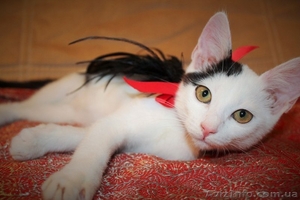 Отдам котодевочку в добрые руки #1315063