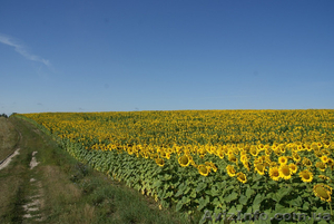 семена подсолнечника 