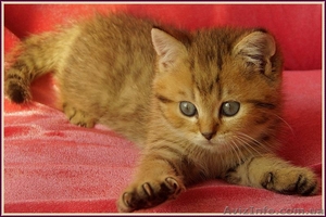 Британская золотая шиншилла #1316960