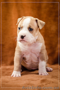 Красивые стаффодетки  #1315131