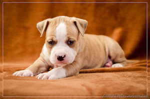 Предлагаю щенков АСТ  #1312653